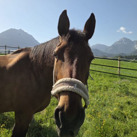 Österreichischer Tierschutzverein -Tiervermittlung: Die treue Seele Lady