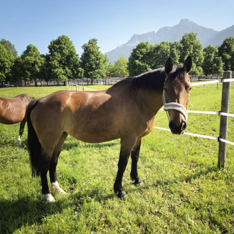 Österreichischer Tierschutzverein -Tiervermittlung: Die treue Seele Lady