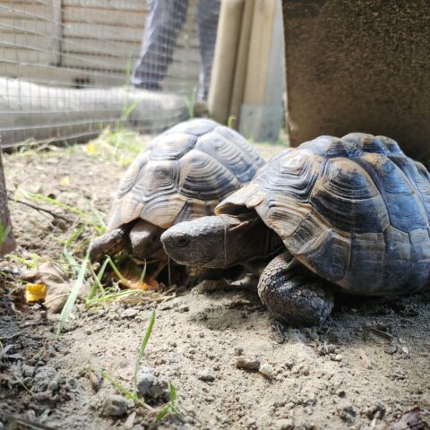 Österreichischer Tierschutzverein-Tiervermittlung-Schildkröten