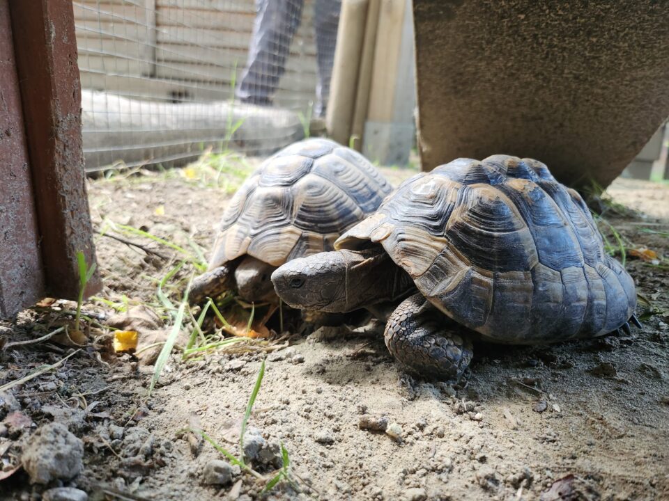 Österreichischer Tierschutzverein-Tiervermittlung-Schildkröten