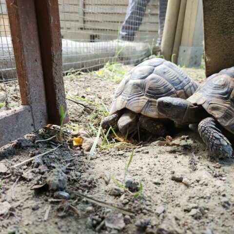 Österreichischer Tierschutzverein-Tiervermittlung-Schildkröten