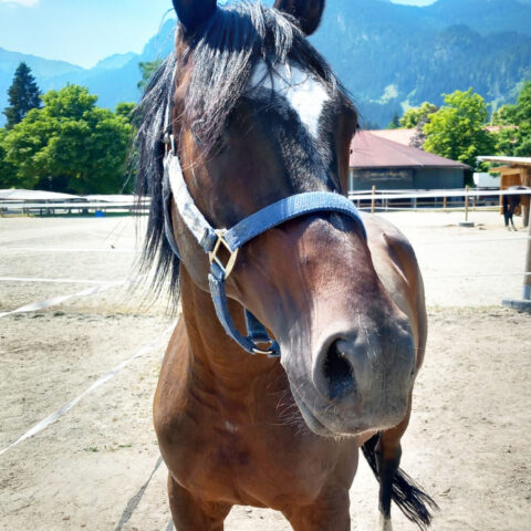 Tierschutzverein-Tiervermittlung: Mani