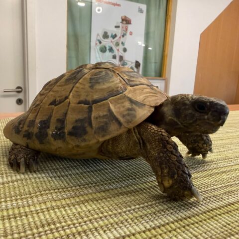 Österreichischer Tierschutzverein-Tiervermittlung-Schildkröten