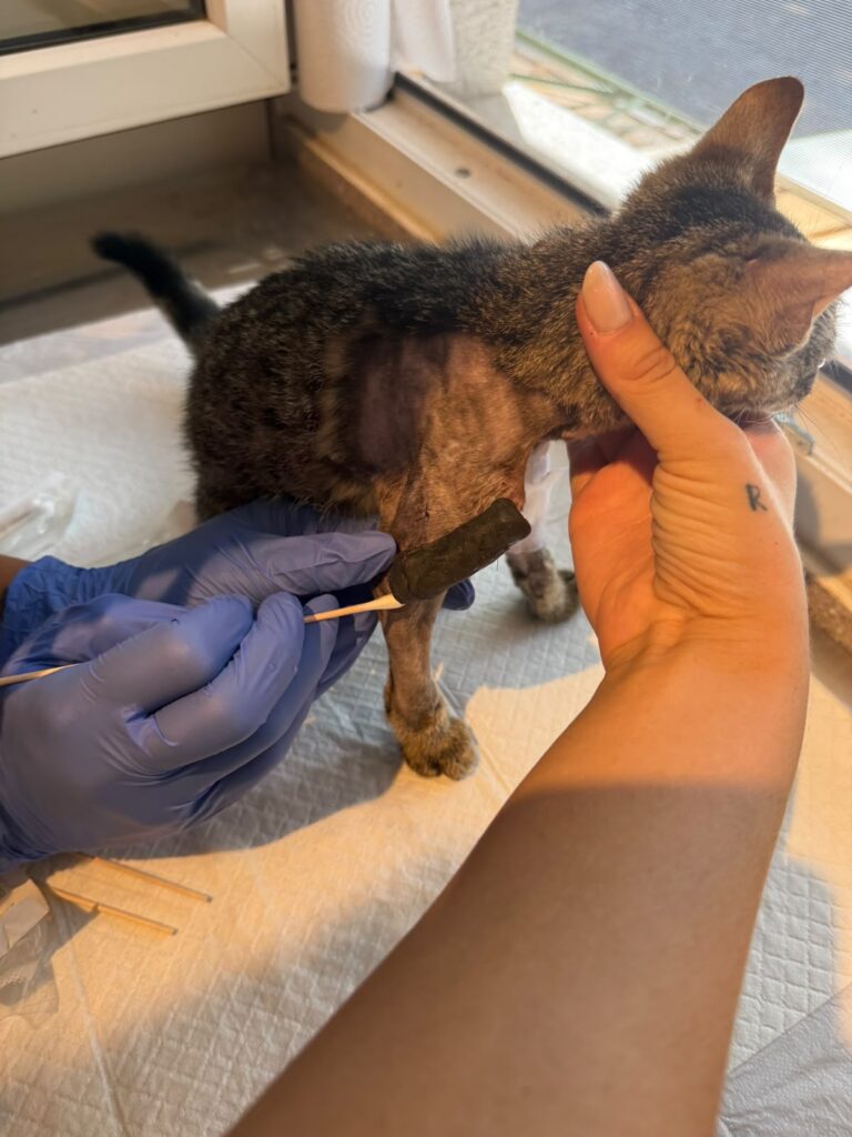 Österreichischer Tierschutzverein-Spendenkampagne: Fundkater Fridolin