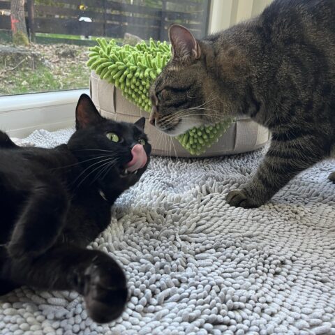 Österreichischer Tierschutzverein-Tiervermittlung: Glücks-Duo Kissi und Felix