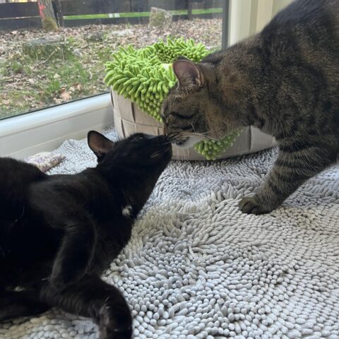 Österreichischer Tierschutzverein-Tiervermittlung: Glücks-Duo Kissi und Felix