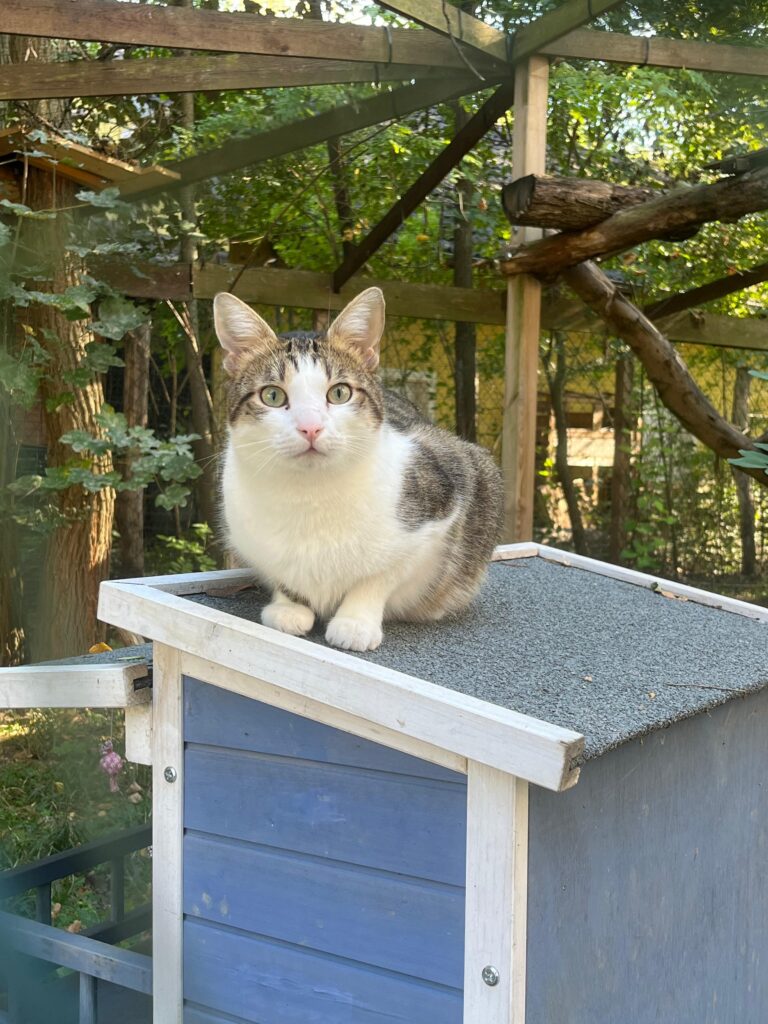 Österreichischer Tierschutzverein-Tiervermittlung: Bernd