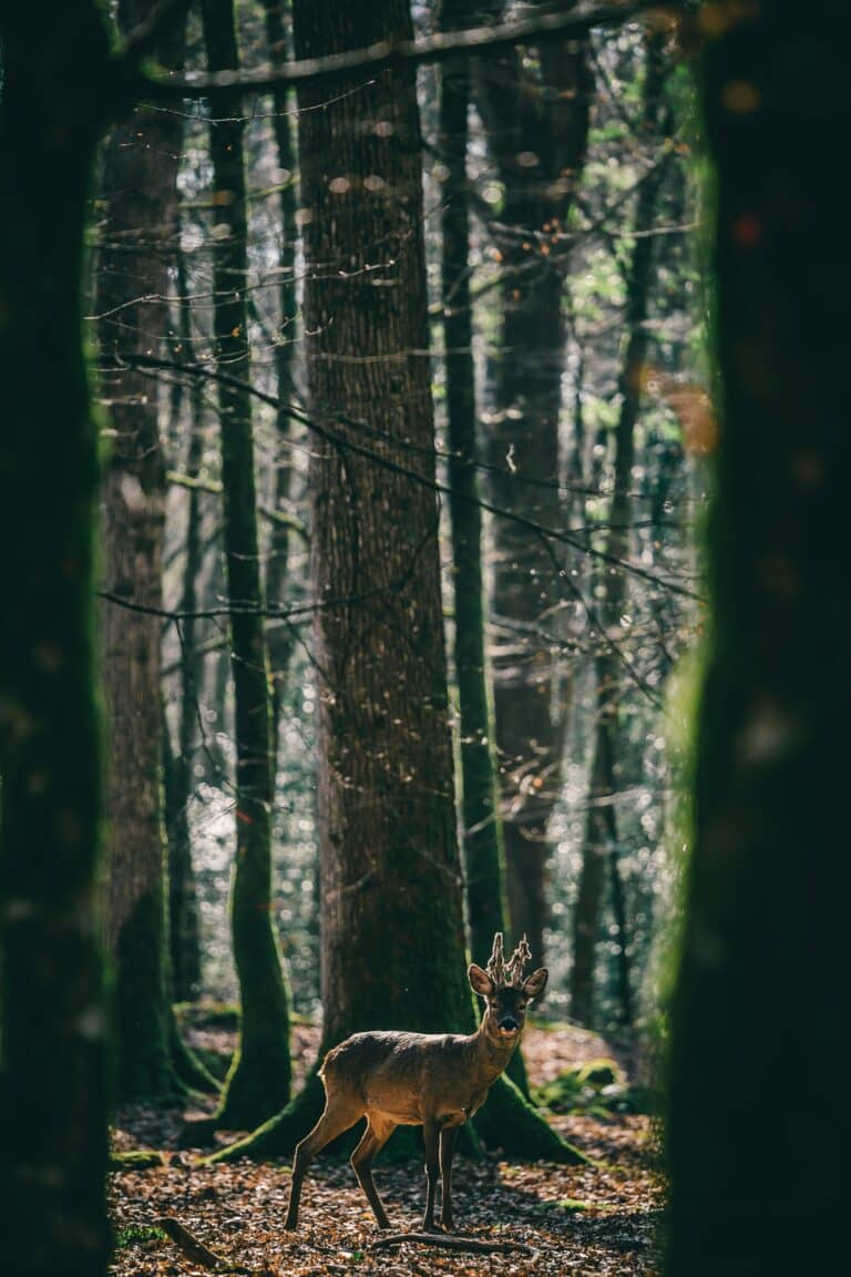 Wild 1 © pexels-zak-bentley