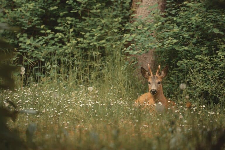 Wild 2 © pexels-line-knips