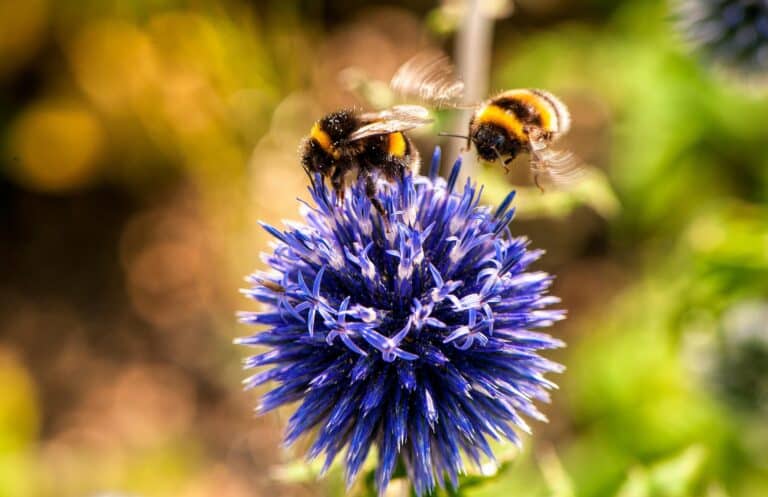 Wildbienen © pexels-michael-hodgins