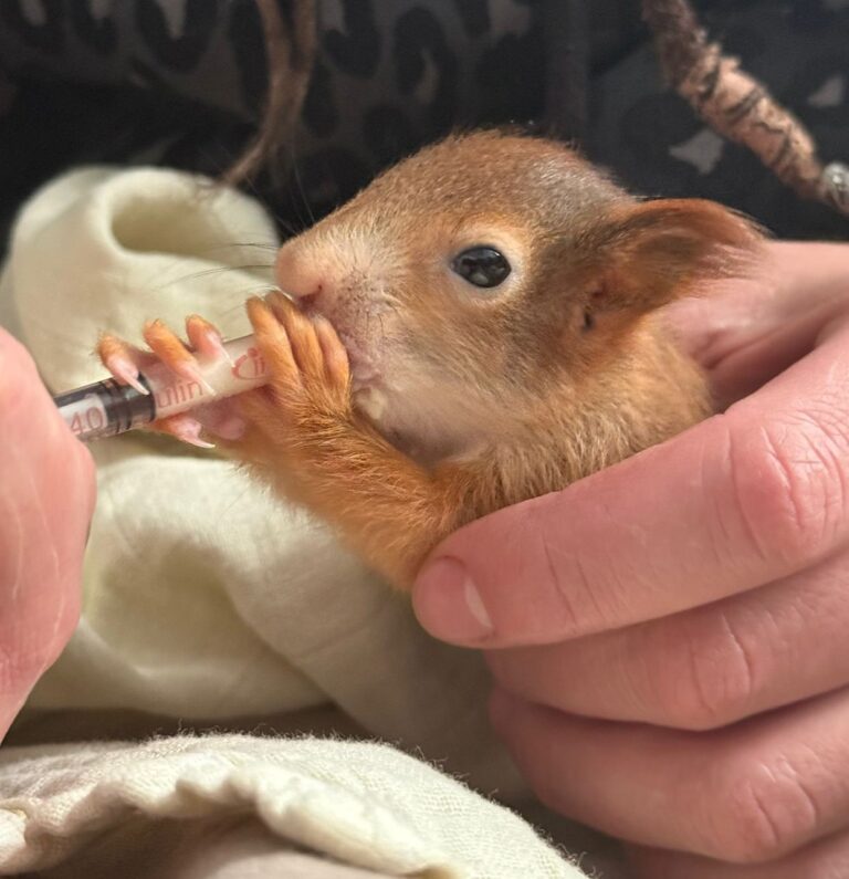 Wildtierstation - Eichhörnchenfütterung © Österreichischer Tierschutzverein