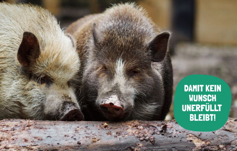 Österreichischer Tierschutzverein-Spendenprojekt: Osteraktion für unsere Schützlinge