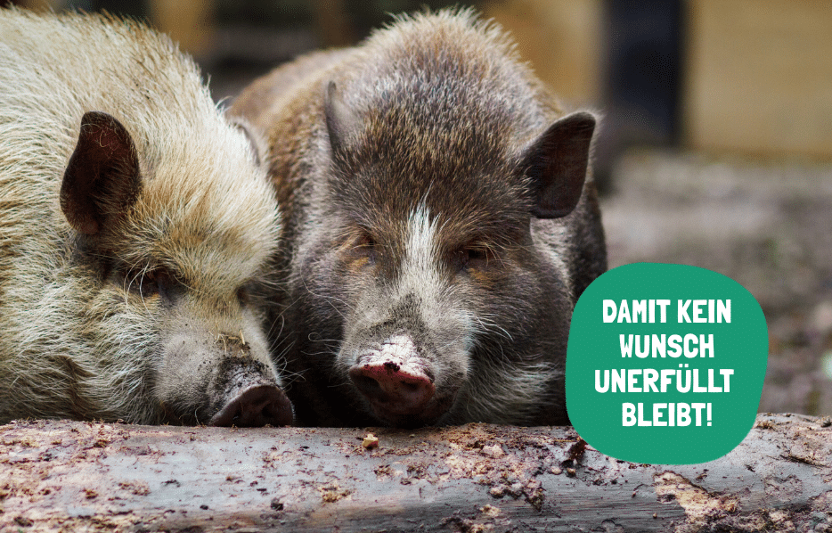 Österreichischer Tierschutzverein-Spendenprojekt: Osteraktion für unsere Schützlinge