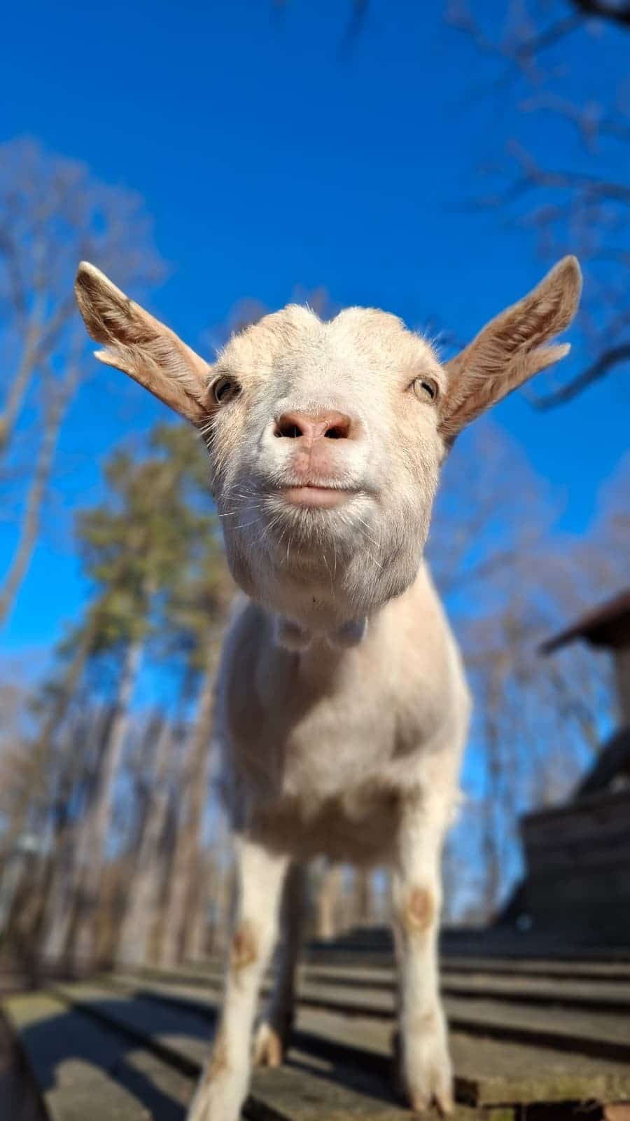Österreichischer Tierschutzverein-PFC Ostern-Ziegen Packerl