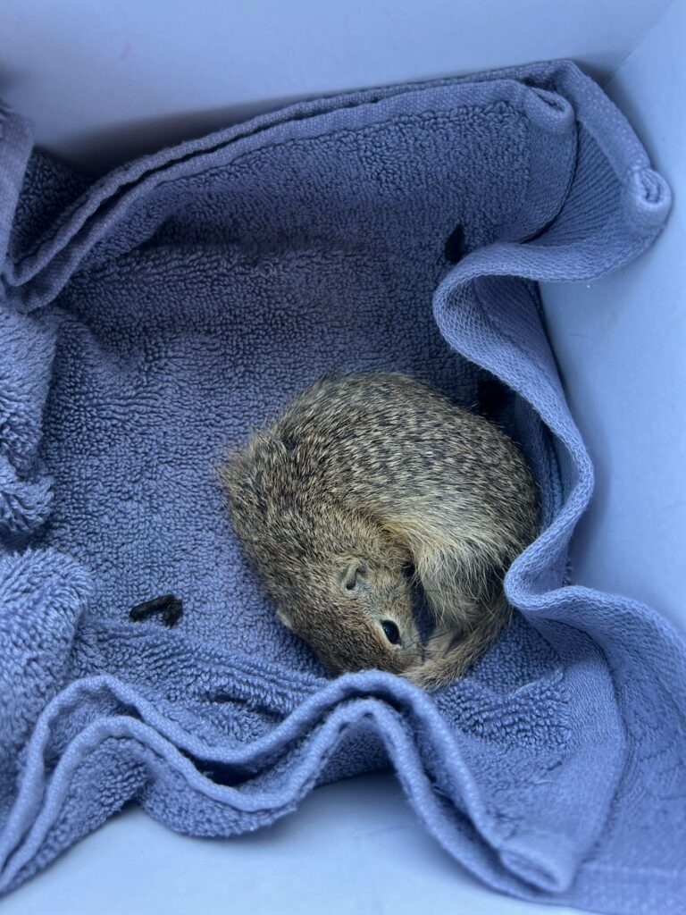 Zieselnjunges ©OeTV