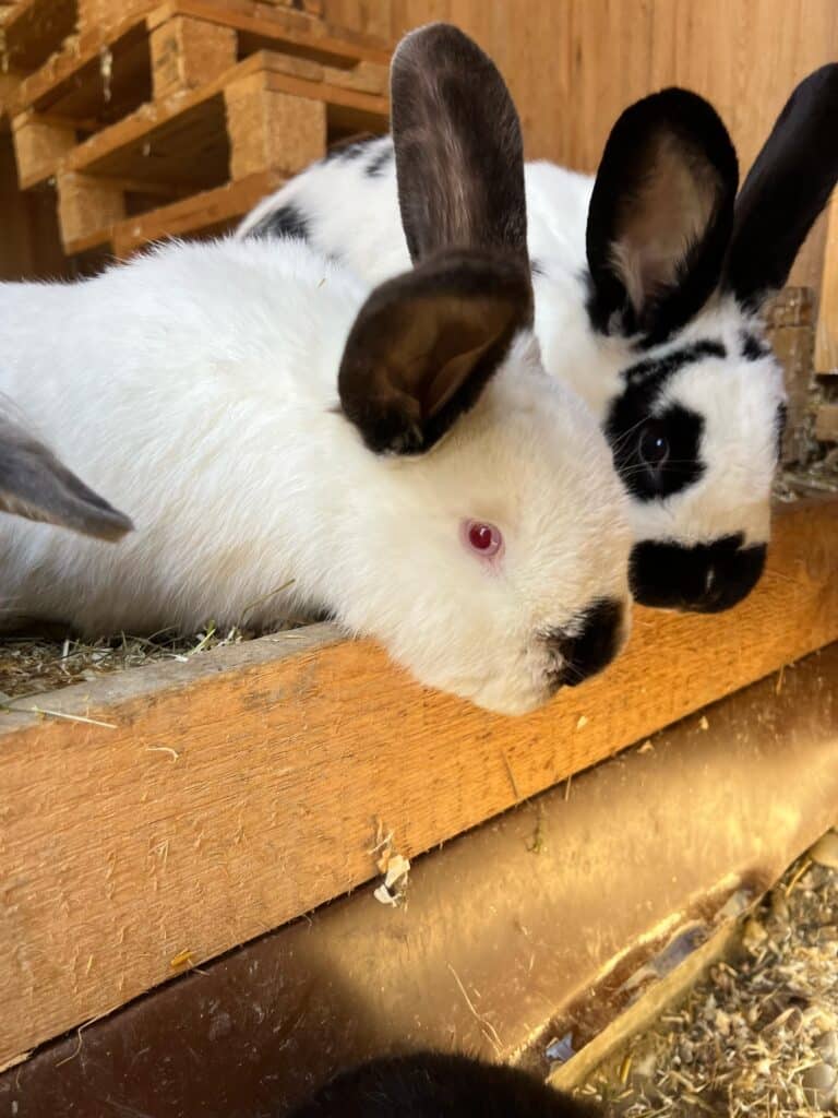 Zwei Kaninchen ©OeTV