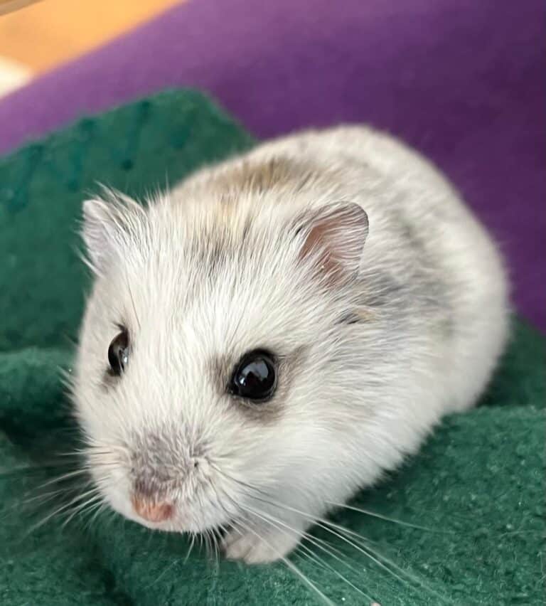 Zwerghamster Johnny ©OeTV