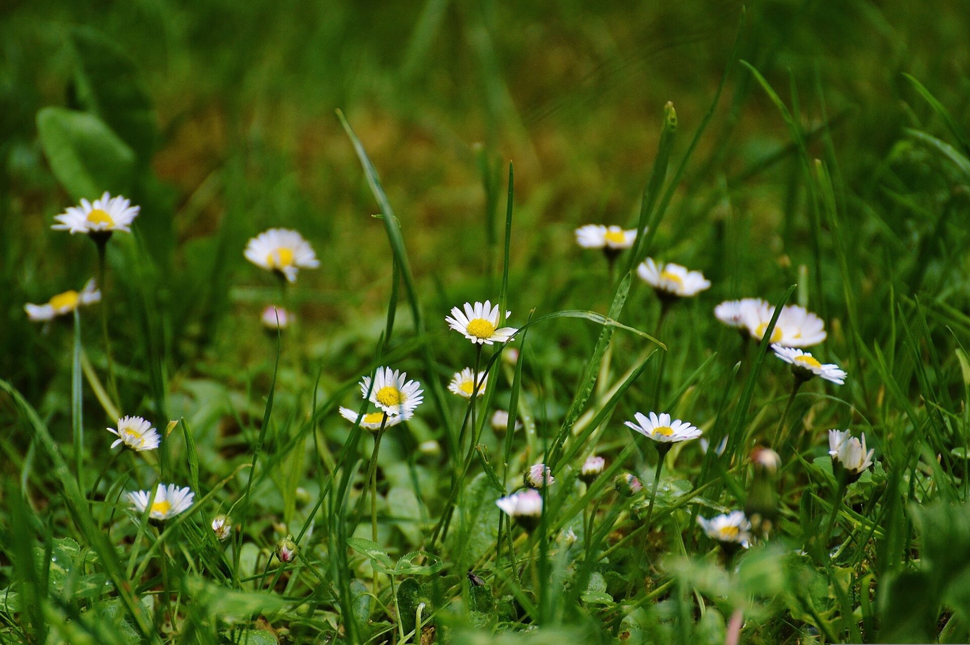 Österreichischer Tierschutzverein alexas fotos daisy 767074 Österreichischer Tierschutzverein