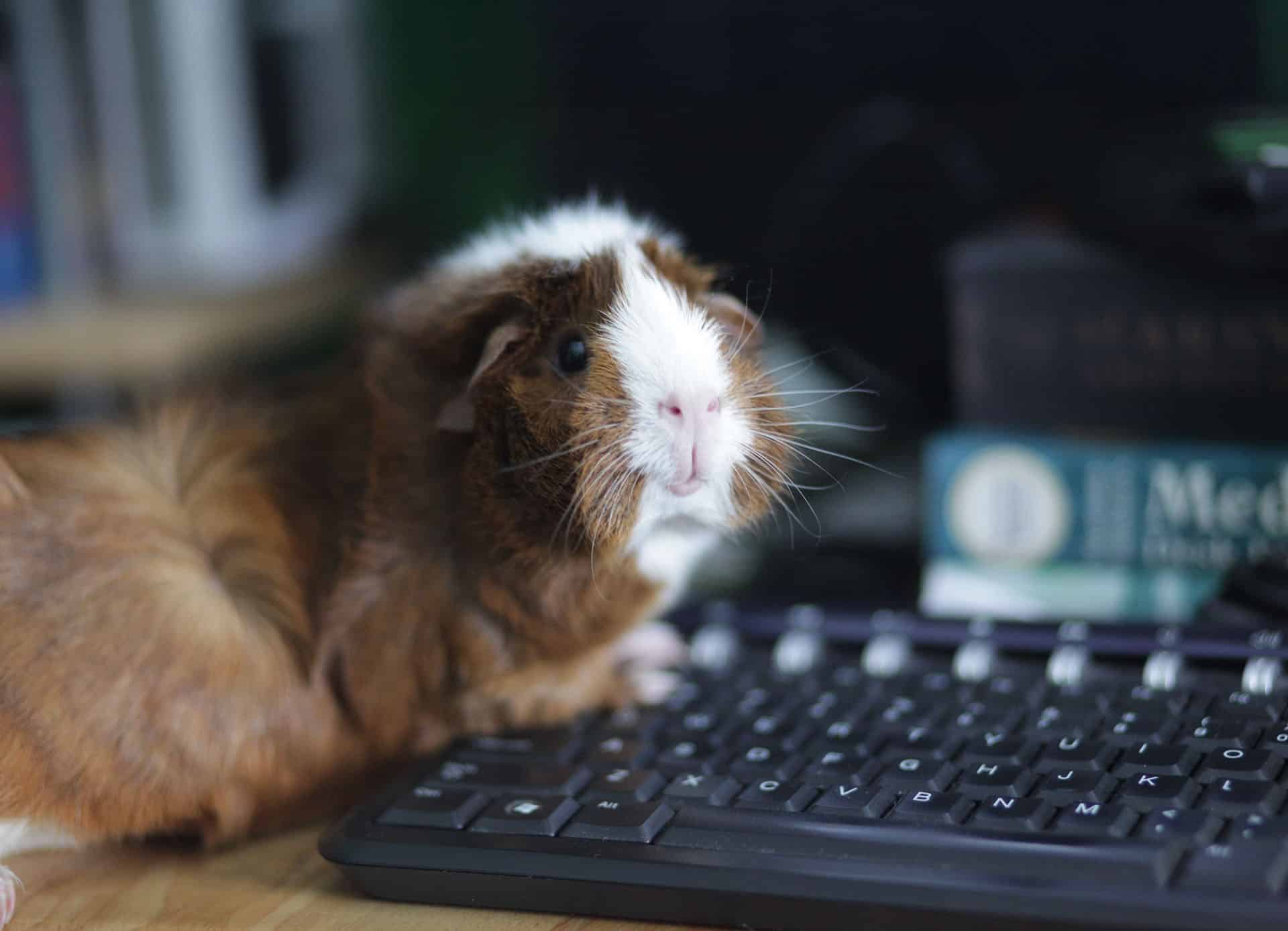 Österreichischer Tierschutzverein - Jobs: Digital Marketing & Fundraising Spezialist*in