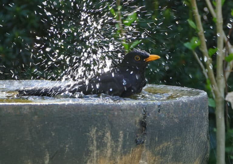 Österreichischer Tierschutzverein-Tierschutzwissen: Wassertränken für Wildtiere und Insekten