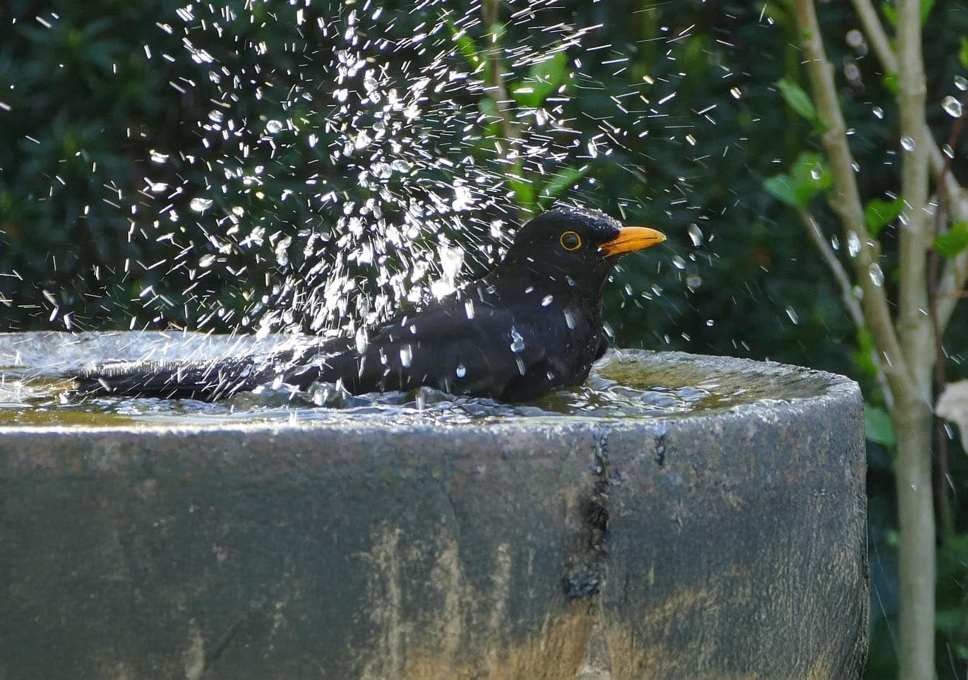 Österreichischer Tierschutzverein-Tierschutzwissen: Wassertränken für Wildtiere und Insekten