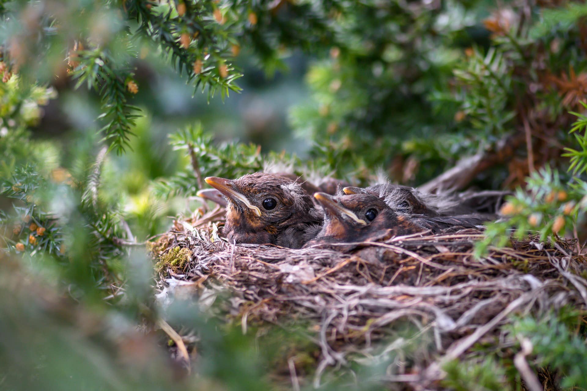 Österreichischer Tierschutzverein-Tierschutzwissen: Hundehaare als Nistmaterial - Gefahr für Jungvögel