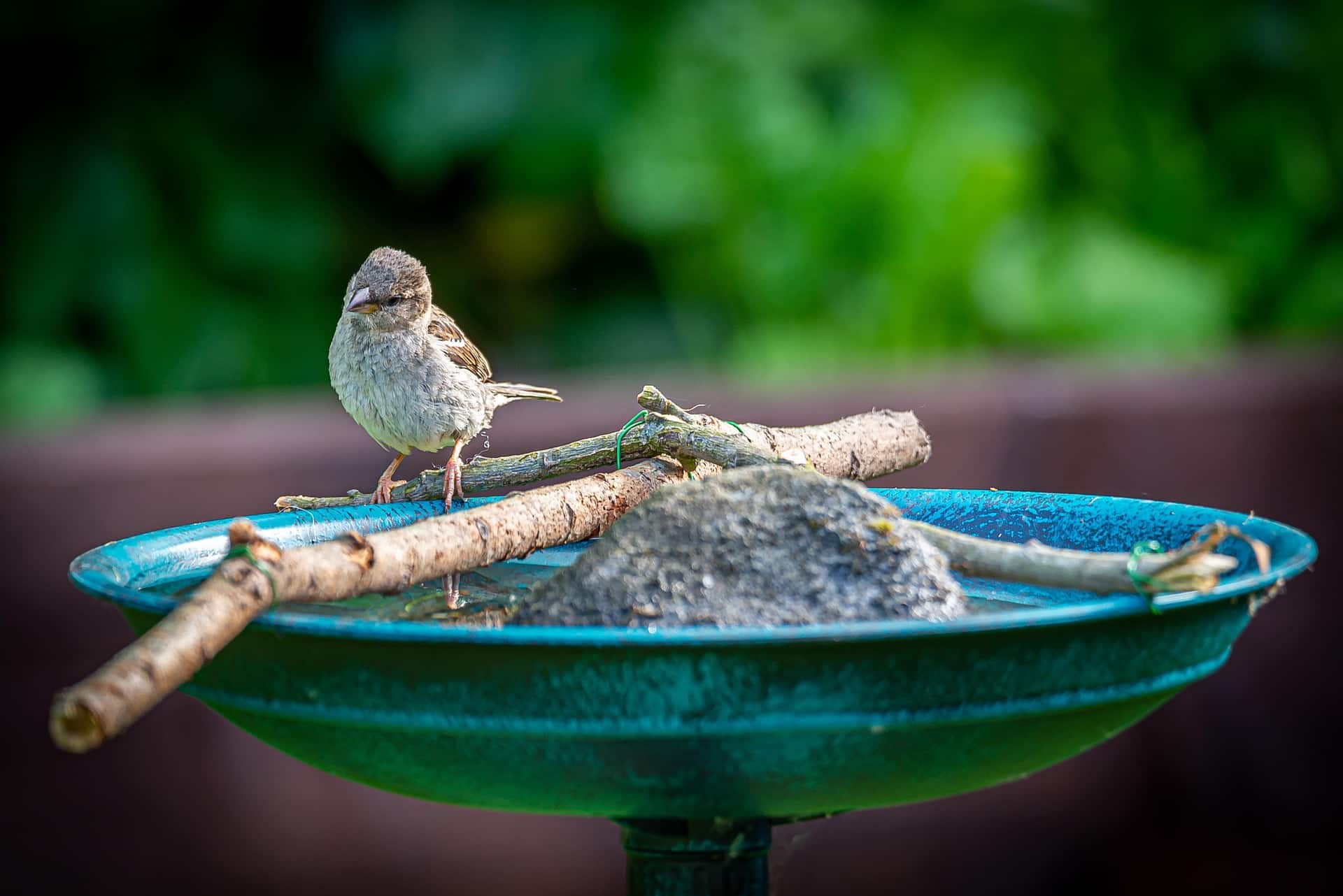 bird 8239167 1920 Österreichischer Tierschutzverein