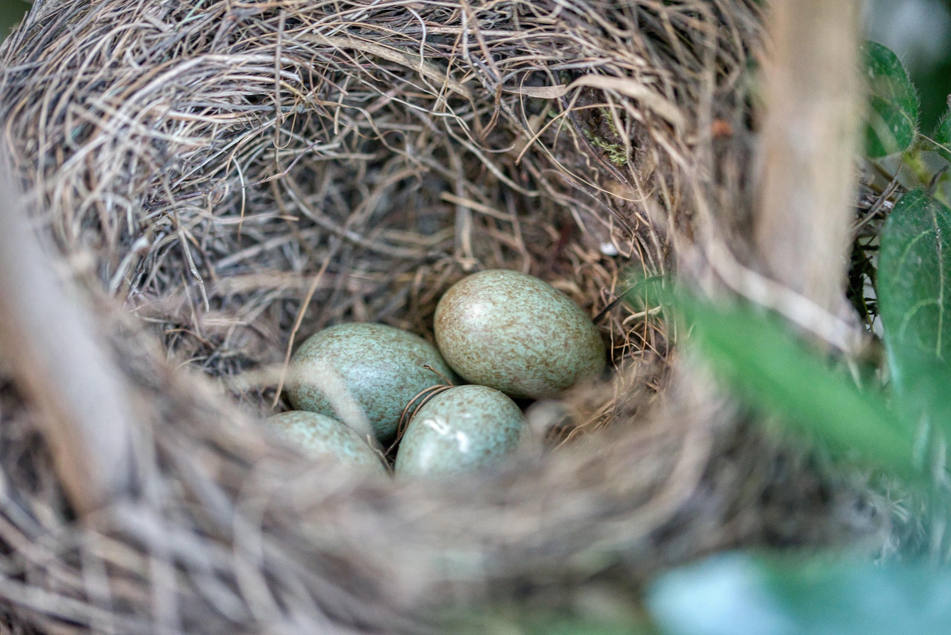 Österreichischer Tierschutzverein-Tierschutzwissen: Hundehaare als Nistmaterial - Gefahr für Jungvögel