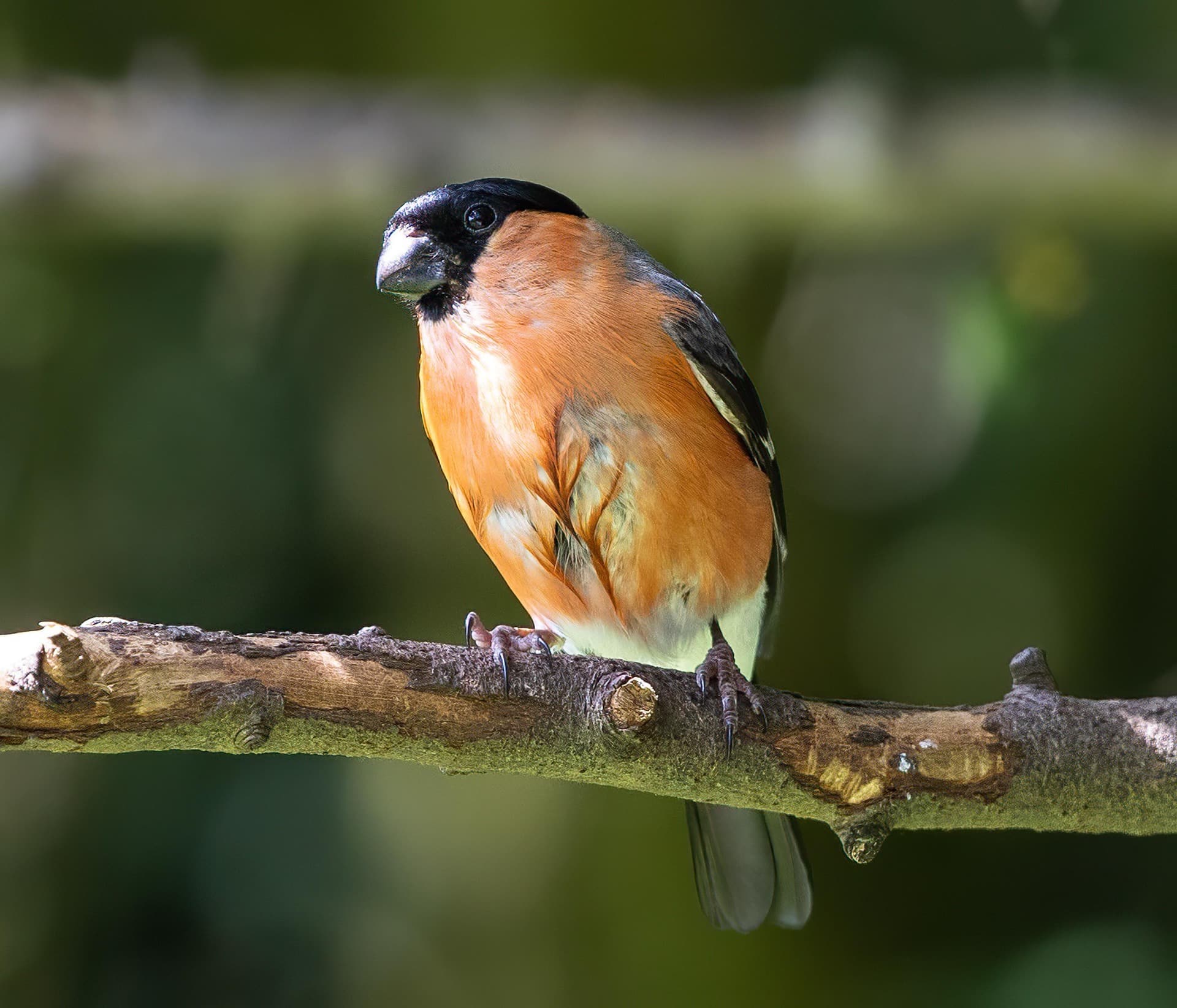 bullfinch 6475185 1920 1 Österreichischer Tierschutzverein