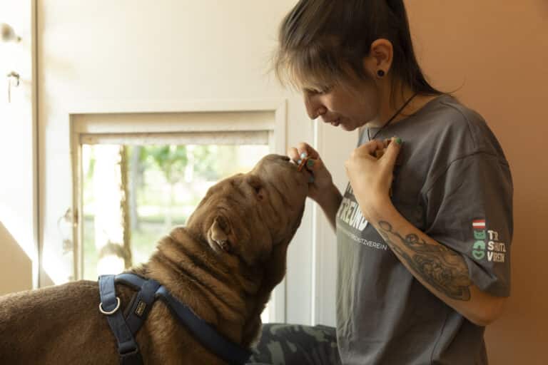 Österreichischer Tierschutzverein - Events: Sprichst du Hund?