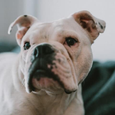 Österreichsicher Tierschutzverein - Tiervermittlung: Charakternase Harper