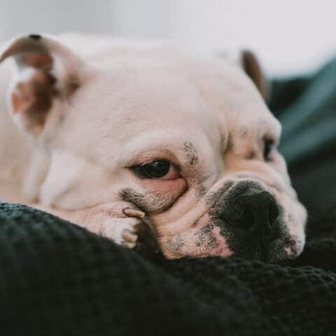 Österreichsicher Tierschutzverein - Tiervermittlung: Charakternase Harper