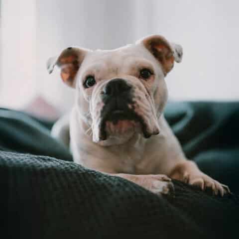 Österreichsicher Tierschutzverein - Tiervermittlung: Charakternase Harper