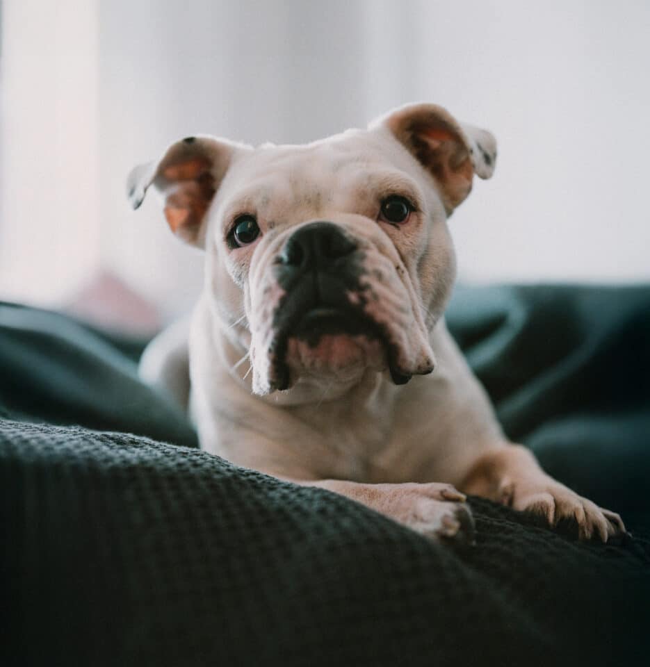 Österreichsicher Tierschutzverein - Tiervermittlung: Charakternase Harper