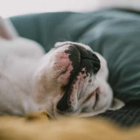 Österreichsicher Tierschutzverein - Tiervermittlung: Charakternase Harper