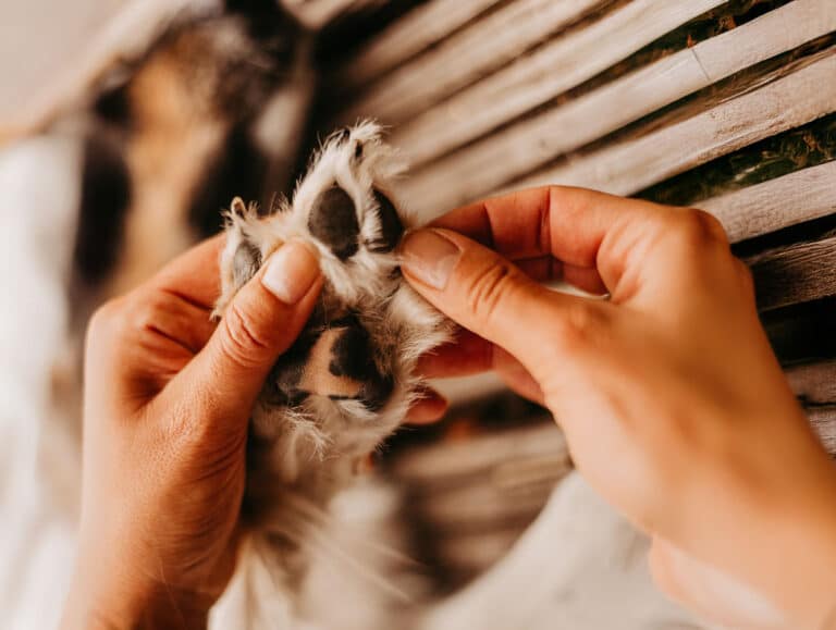 Österreichischer Tierschutzverein-Events: TTouch Wellness für Hunde