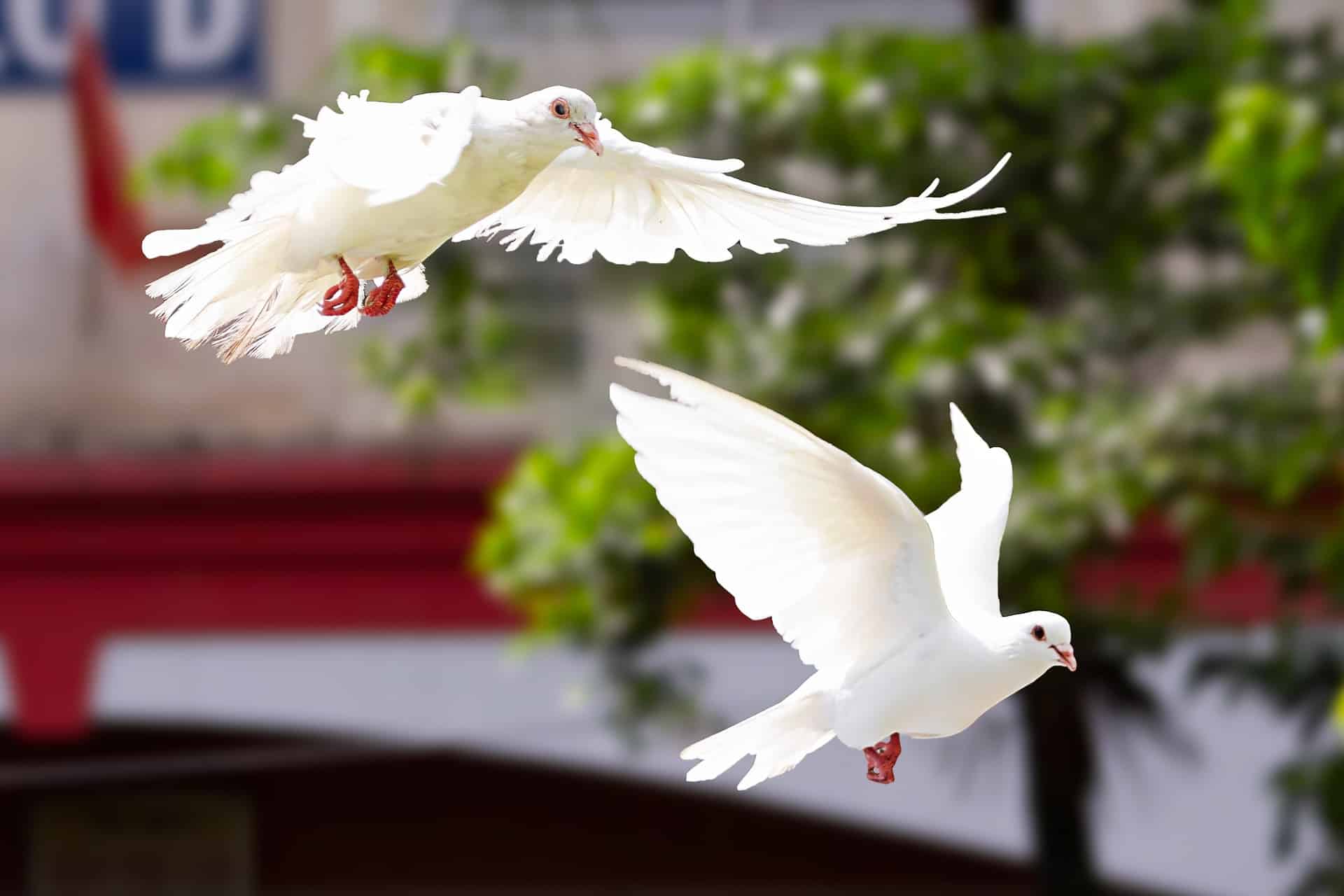 Österreichischer Tierschutzverein Österreichischer Tierschutzverein-Tierschutzwissen: Hochzeitstauben-gequälte Friedenszeichen