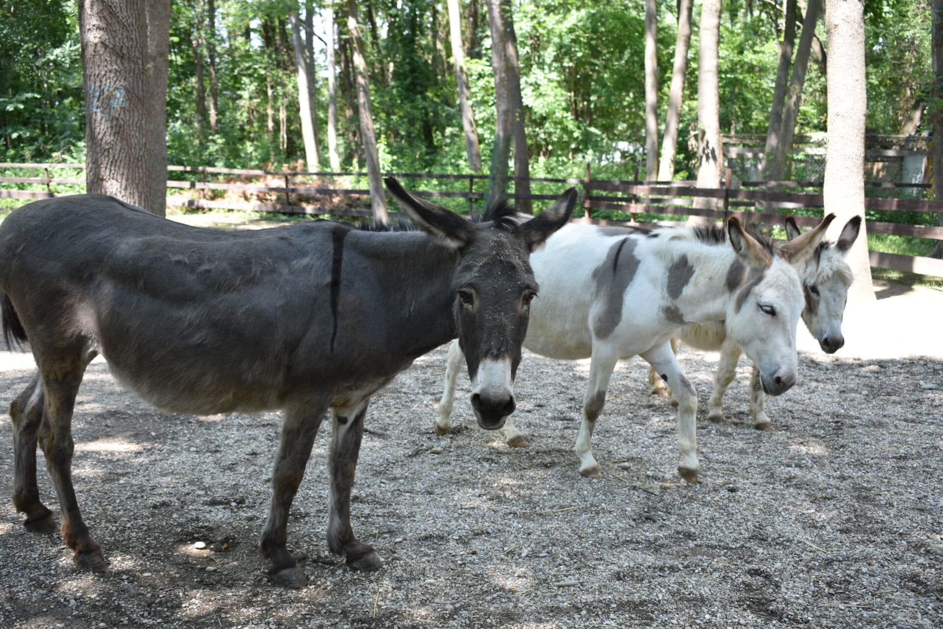 esel2 2 Österreichischer Tierschutzverein
