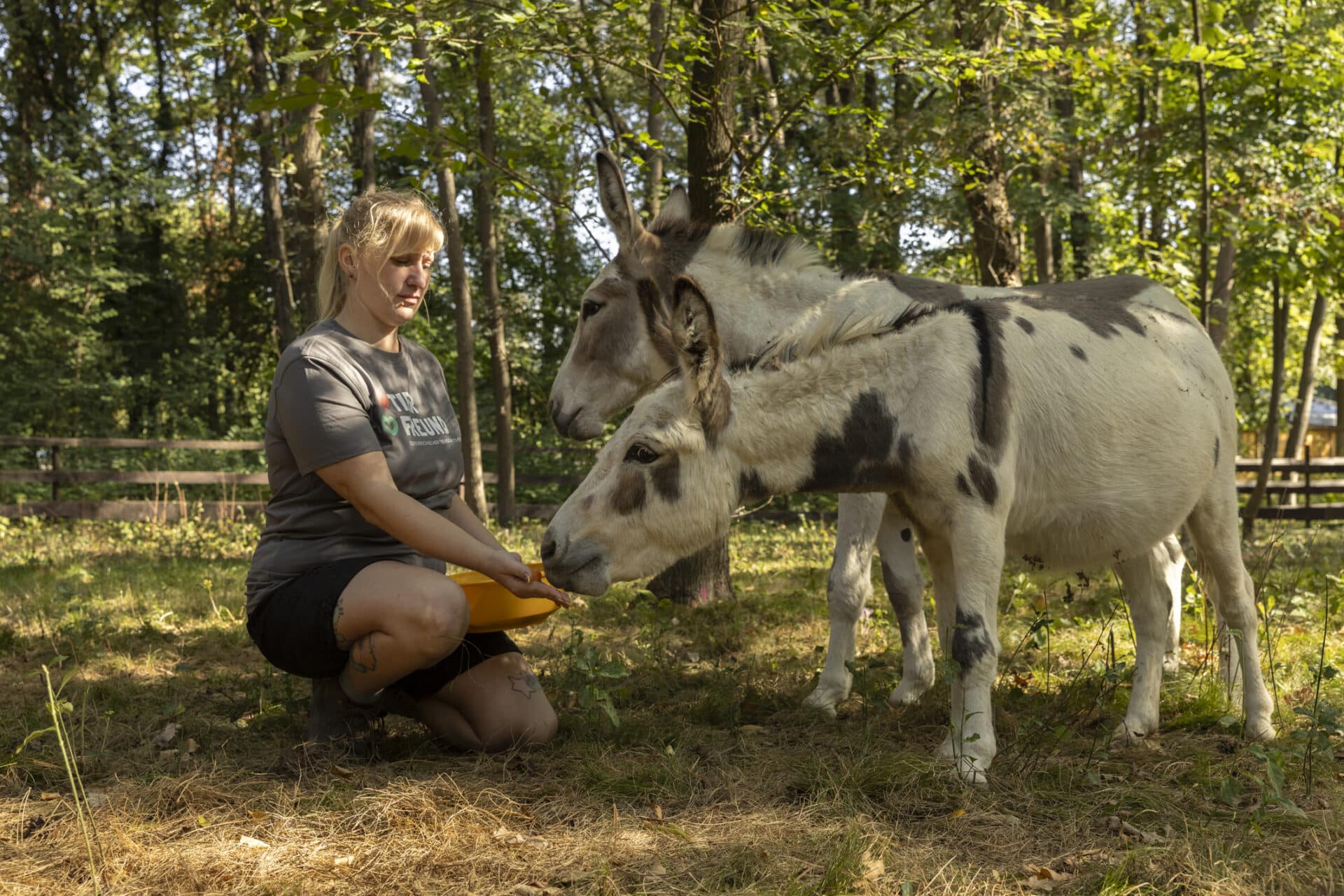 esel3 Österreichischer Tierschutzverein
