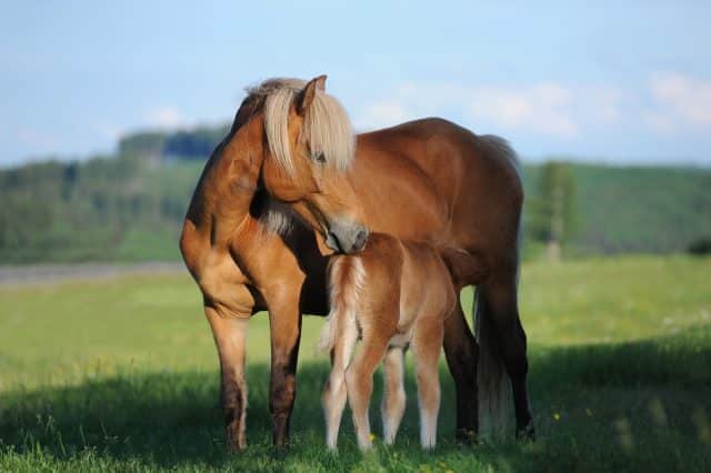 Österreichischer Tierschutzverein horse 1268801 1920 640x426 1 Österreichischer Tierschutzverein