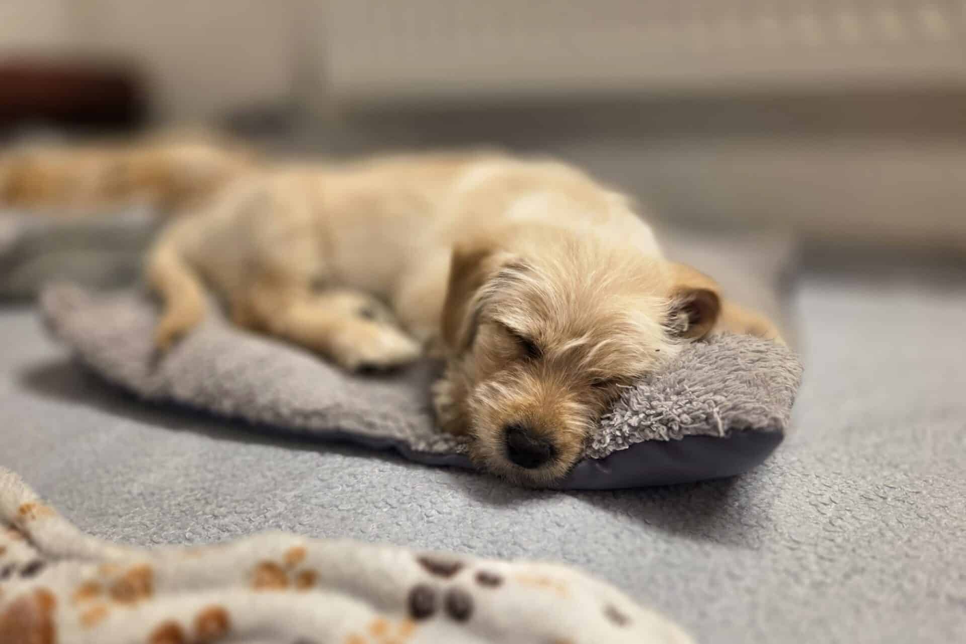 Österreichischer Tierschutzverein hund3 Österreichischer Tierschutzverein