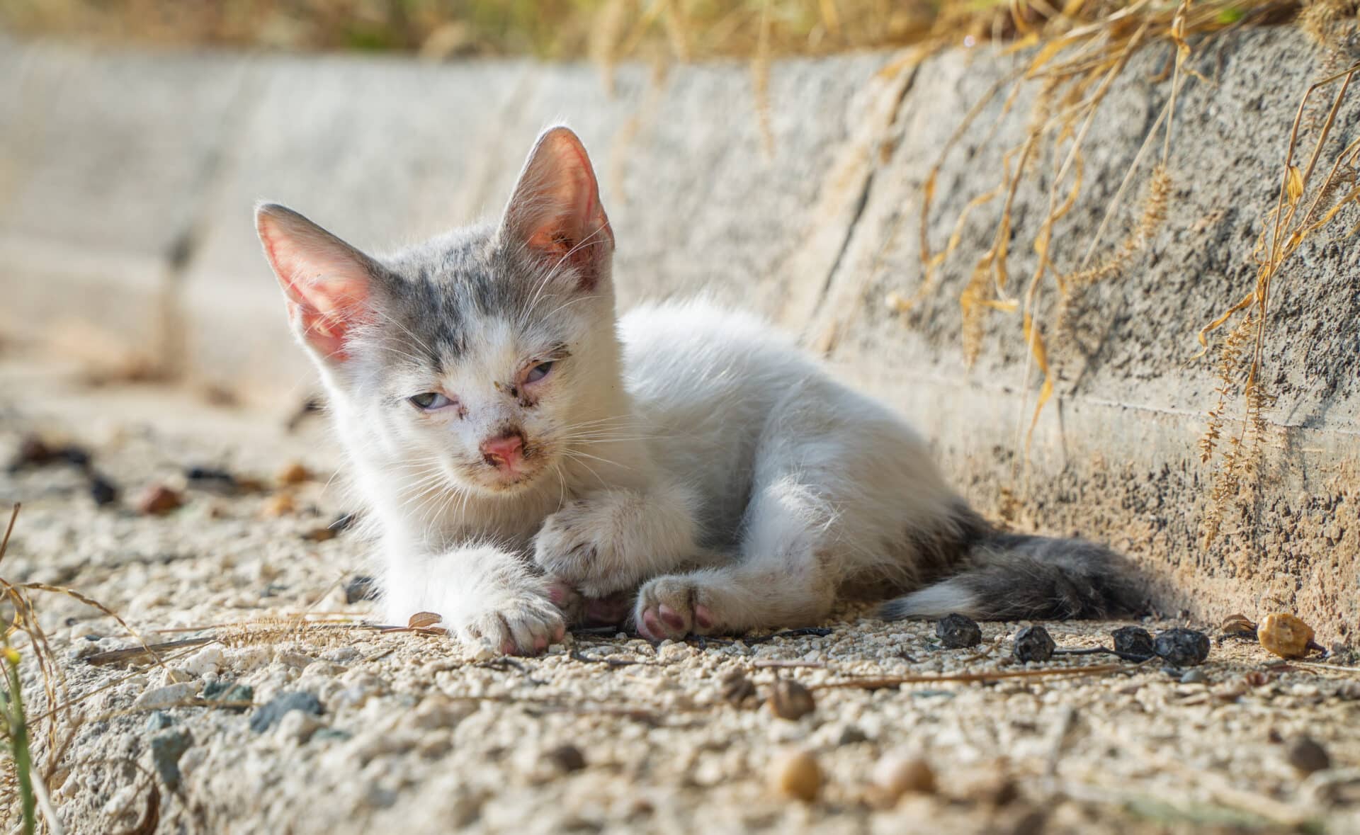 Österreichischer Tierschutzverein iStock 1209253936 1 Österreichischer Tierschutzverein