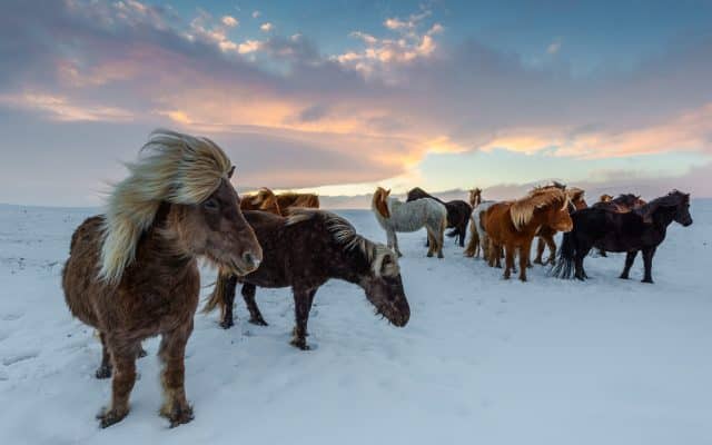 Österreichischer Tierschutzverein iceland horses 4649468 1920 640x400 1 Österreichischer Tierschutzverein