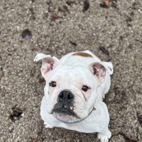 Österreichsicher Tierschutzverein - Tiervermittlung: Charakternase Harper