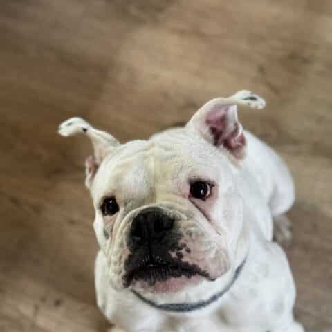 Österreichsicher Tierschutzverein - Tiervermittlung: Charakternase Harper