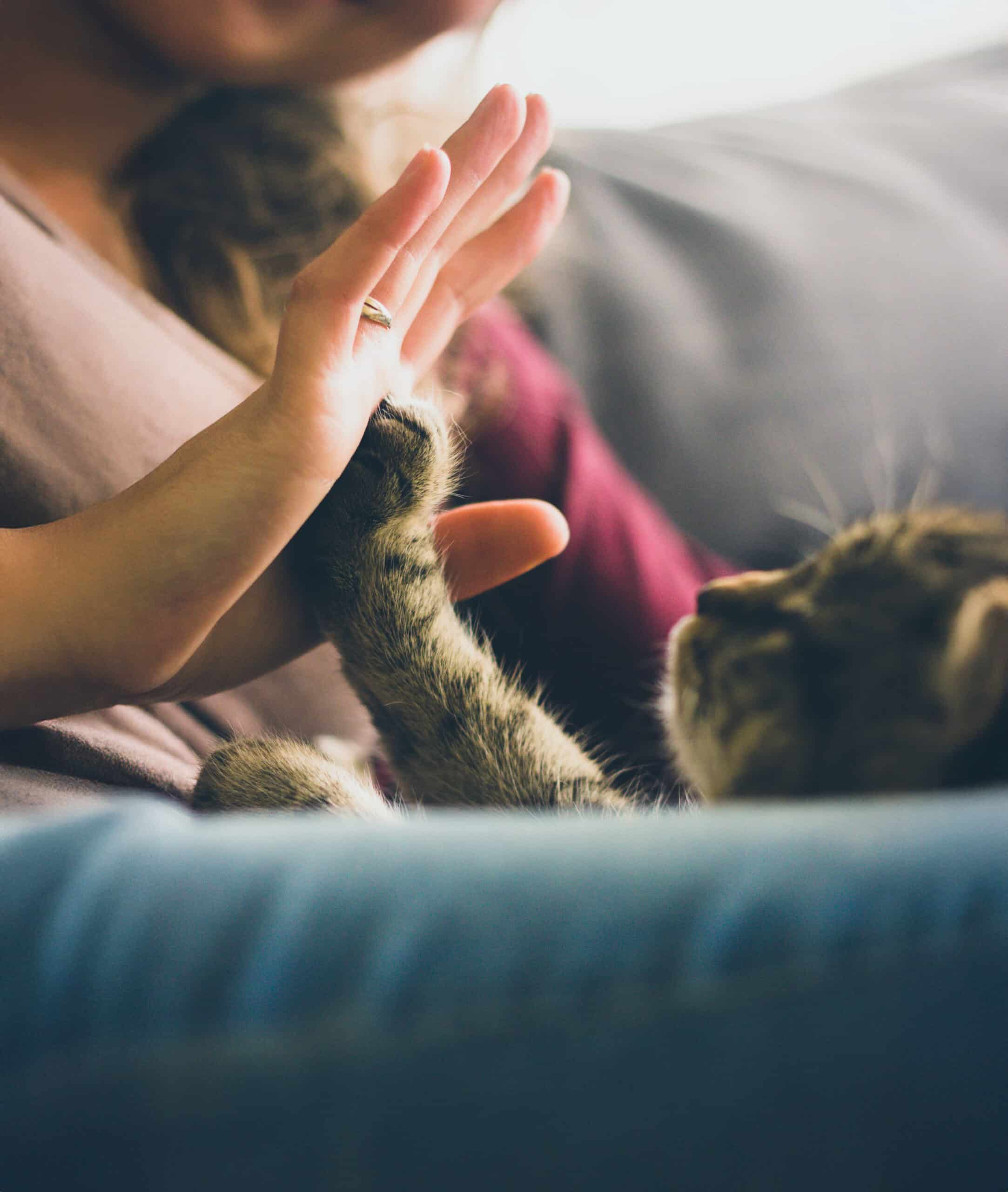 Österreichischer Tierschutzverein-Events: Trust Technique Vorstellungstag