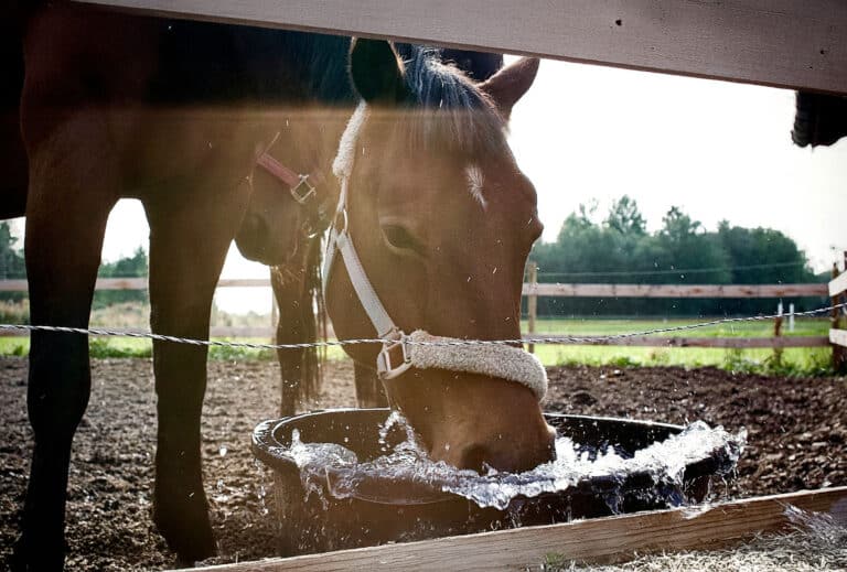 Pferdeklappe Tirol-Pferdewissen: Wasserbedarf von Pferden