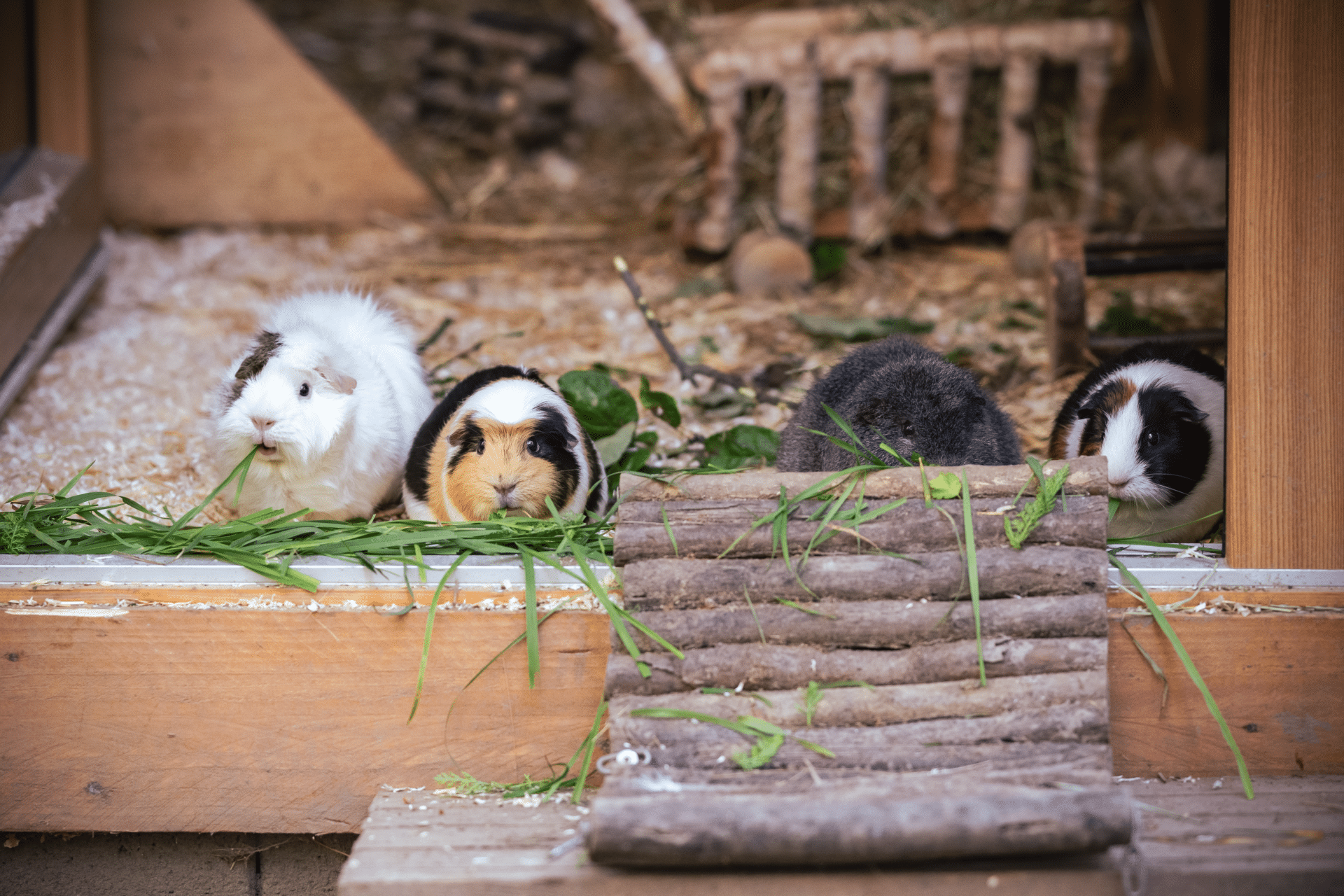 nager2 Österreichischer Tierschutzverein