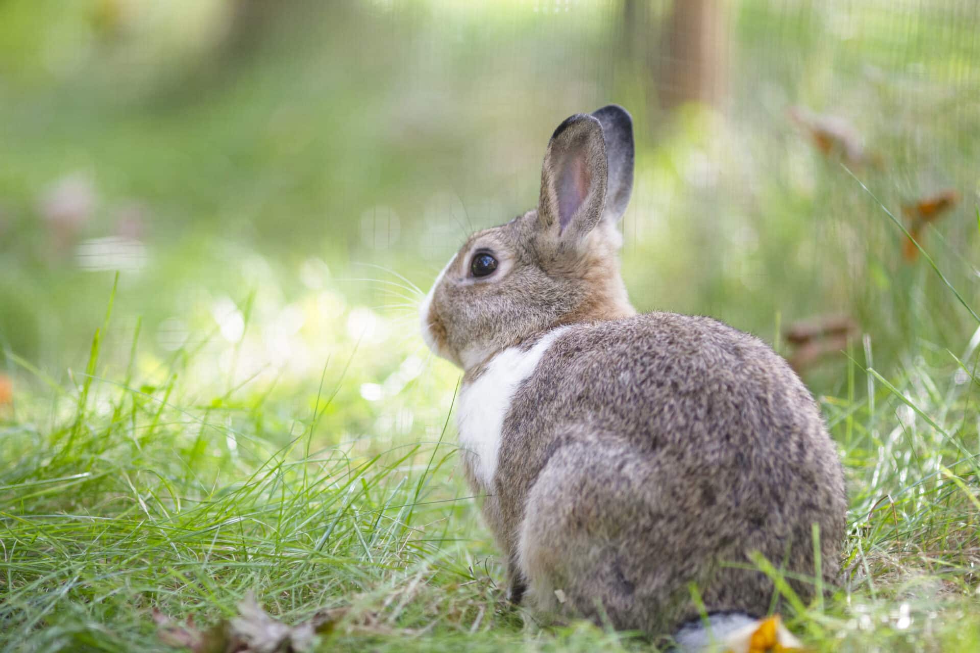 nager3 Österreichischer Tierschutzverein