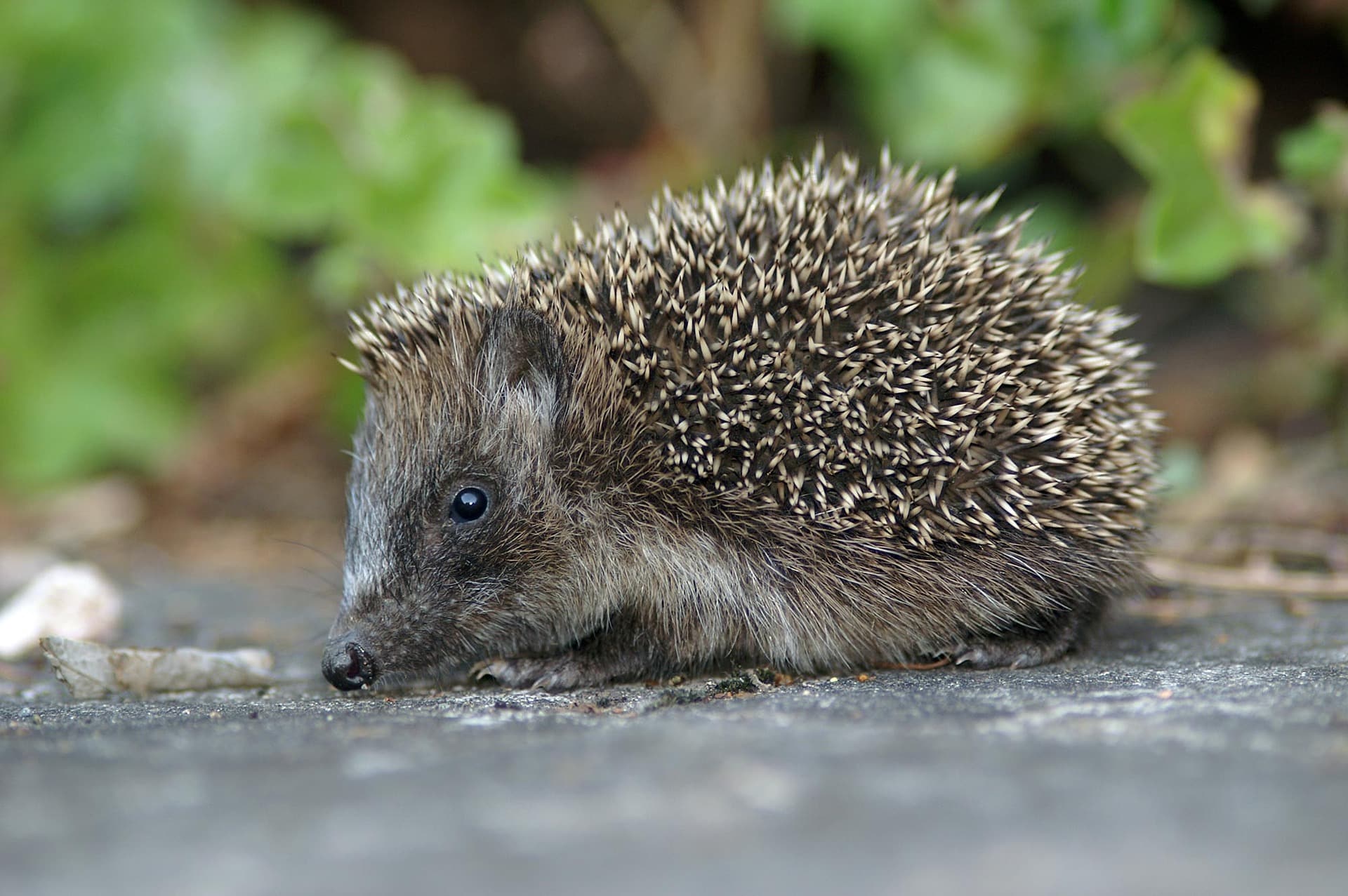 Österreichischer Tierschutzverein nature 3219401 1920 Österreichischer Tierschutzverein